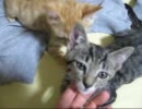 【拾い猫の日々 - 05】２匹の子猫が喉をゴロゴロ鳴らすだけ