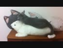 うちの猫がぬいぐるみに同化してる件