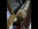 嫌でもオモチャを放さない犬