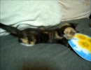 子猫VSうちわ