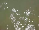ｆｔ海４