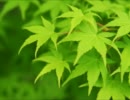 オリジナル曲　天高く風に舞う
