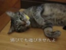 鳴くの？あくび？猫が溶けてる