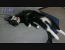 寝過ごしてお腹ペコペコな猫
