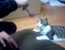 左パンチが強烈な猫