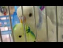 【*セキセイインコ　そらちゃん*】 no.14