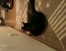 犬みたいな猫