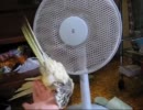 【オカメインコ】風浴び