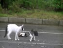 公園の野良猫たち１