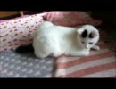 牛柄猫家族２４ ～マナお母さん～