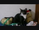 興奮する猫を撫でたら悶えまくった