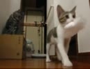 こにゃんこに教えてみた！！　パート２　持ってこれるかな～？？