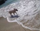 はしゃぐホワイトシェパード