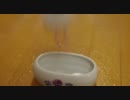 文鳥を撮ろうと思ったらカメラになつきすぎた『その４』