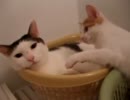 猫の頭を舐める子猫