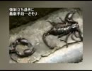 強制立ち退きに最新手段―さそり