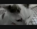 ソラノアシヲト11:シャンプーするよ