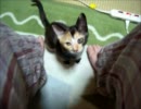 凶暴な子猫が何かを訴えてるけどよくわからない