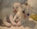 子猫辺part2