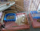 猫好き三大聖地【世界の猫グッズ博物館】