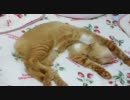 すごい顔で寝る猫