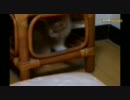 しっぽが気になってしょうがない綾太くん