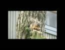 201107risu-1.avi
