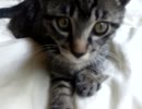 癒し猫 ლ(╹◡╹ლ)ノワノワ❤