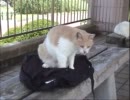 201106　とある公園の猫たち.mp4