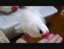 【白文鳥】　ずっとしらやんのターン４　【動画】