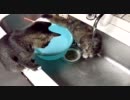 水嫌いなヌコが珍しく水遊びをする【女王様の手先】