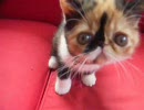 めめ　子猫　ふくとごま