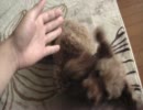 うちの犬の可愛い芸