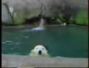 動物たちのハプニング集