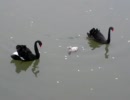 黒白鳥 in 水戸市千波公園