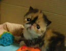 めめ　子猫　ふくとごま