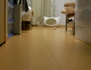 【猫】遠回りしてみる【メインクーン】