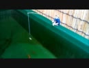 金魚の稚魚 7