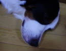 バーニーズ3