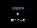 透明標本を作ってみた