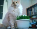 猫草を食べるねこ