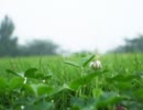 「rain stops, good-bye」歌ってみた【terry】