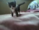 ラビと子猫たち　ﾊﾟｰﾄ35