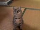 子猫の虎吉　No.1