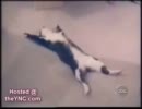 動物たちのハプニング集　その２