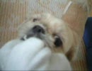 うｐテスト・飼い犬とじゃれる