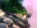おもちゃくん(EX神田ホイ)が猫に話しかけて無視されてみたりしちゃったり