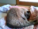 実家で飼ってる猫をなでる
