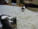 わたしもいれて