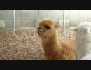 口に引っかかった草が取れないアルパカ。【アニマル編】